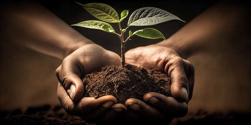 4 Trees Planted