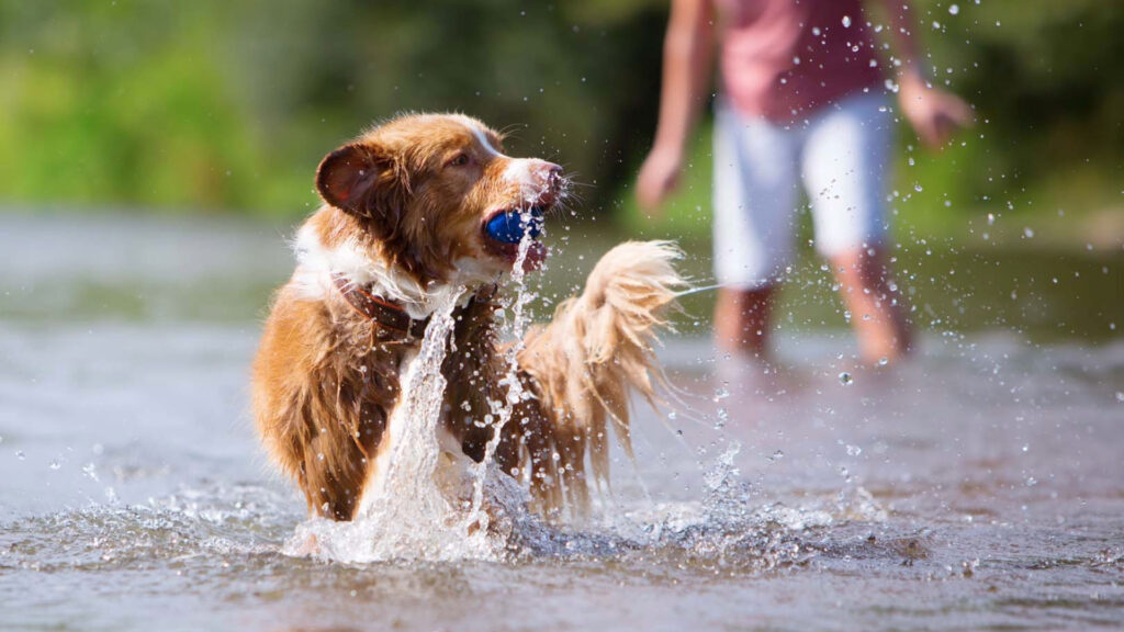 On-site Doggy Paddock