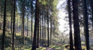 Cardinham Woods