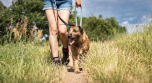The Camel Trail
